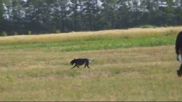 269. (23) 10 ч. 58 мин. курцхаар Квинтина смотреть онлайн