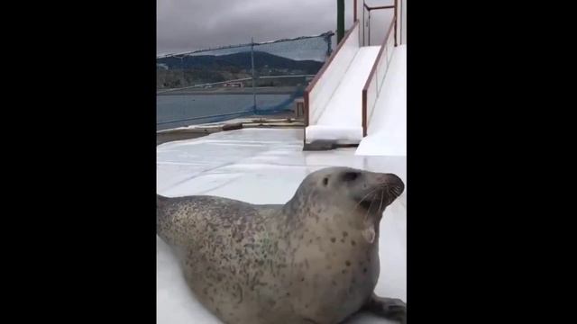 Cute Sea Doggo’s смотреть онлайн