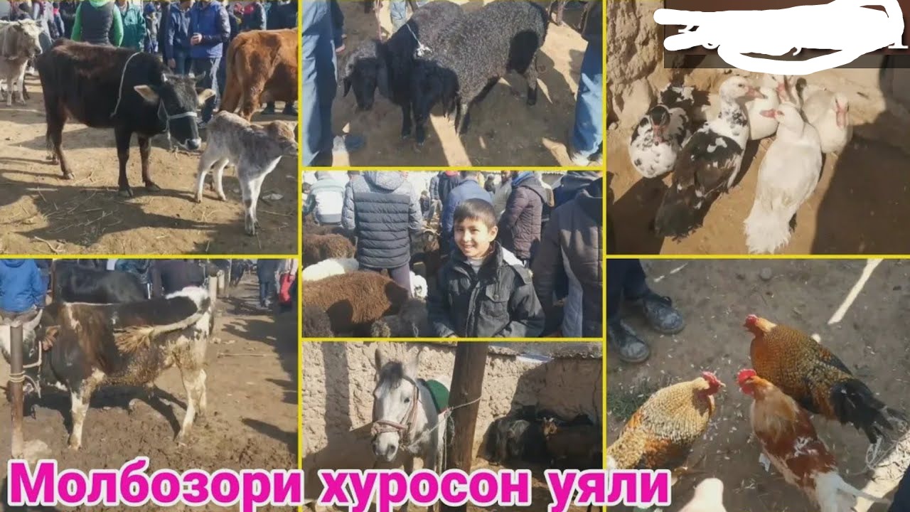 Молбозори хуросон уяли Нархои Говои Ширдор Букахо Барачахо Бузичахо Даканхо ва ғайра