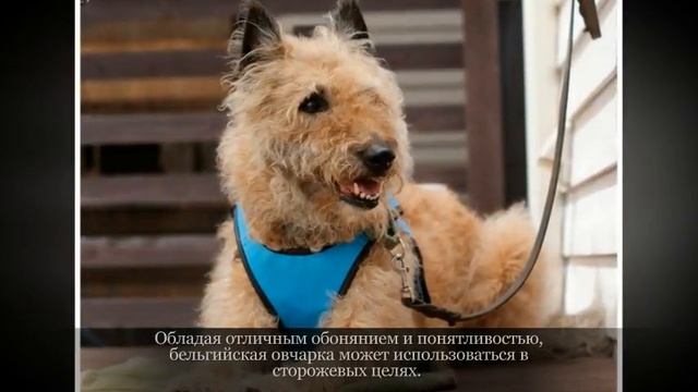 Бельгийская овчарка Лакенуа Крупные породы собак смотреть онлайн