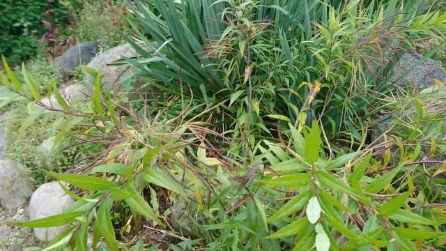 Амсония табернемонтана (Blåstjerne, Amsonia tabernaemontana). Орхус, Дания. 18 сент. 2021 смотреть онлайн