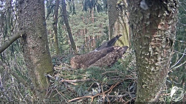 Mazais ērglis~Andris brings a huge water vole for Anna~1:33 PM 2021/05/09 смотреть онлайн