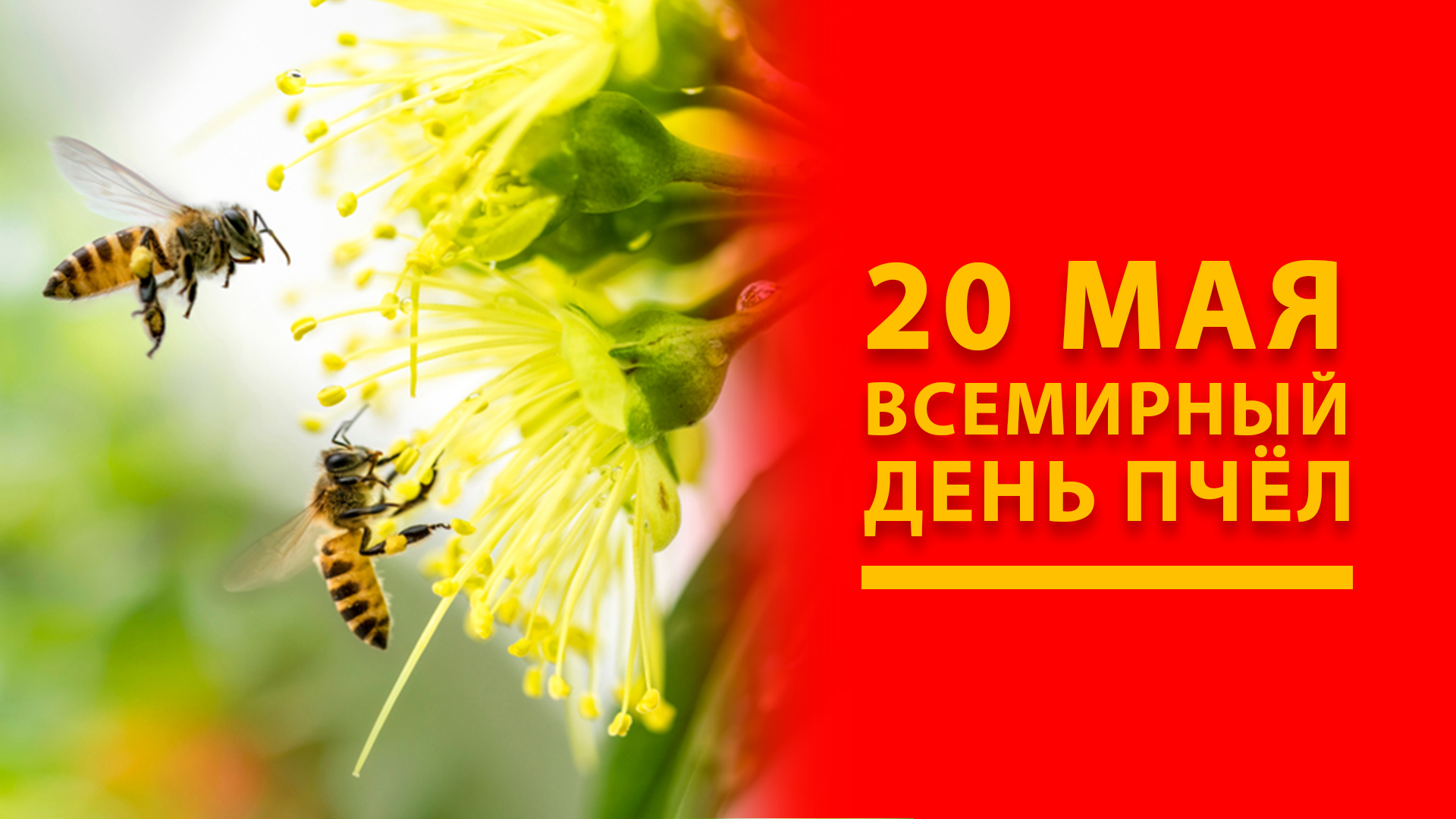 20 мая — Всемирный день пчел! смотреть онлайн