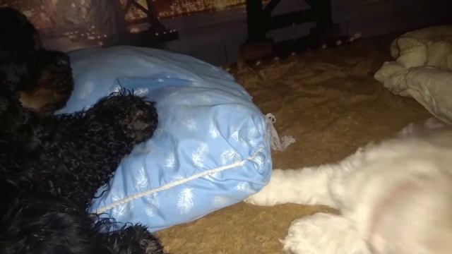 2 ноября 2018 г. смотреть онлайн