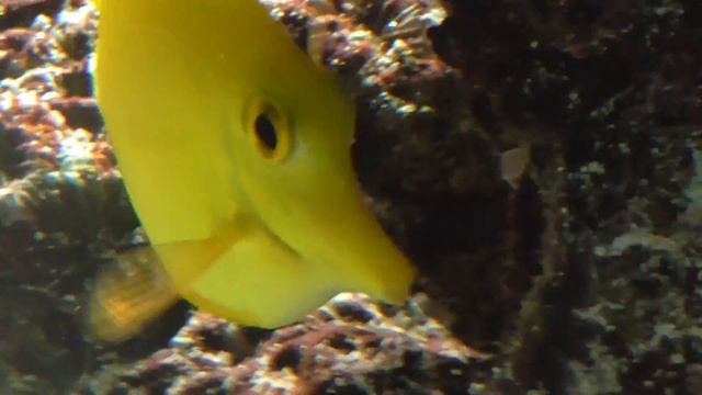 Yellow tang (Zebrasoma flavescens) at london zoo aquarium смотреть онлайн
