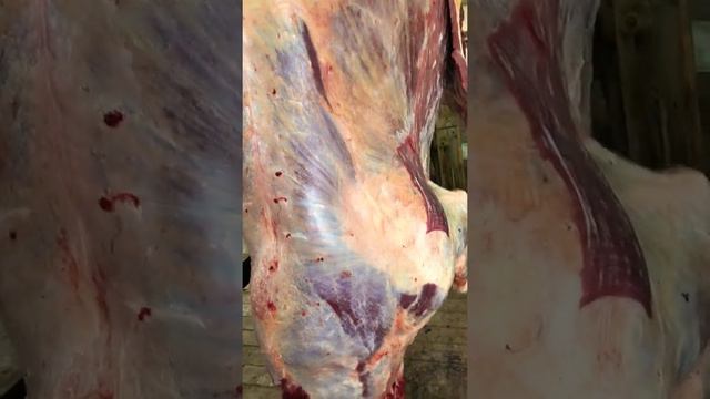 Забои сегодня бачка смотреть онлайн