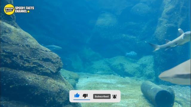 Shark Diver Explains What You Should Do If Tiger Shark Approaches You смотреть онлайн