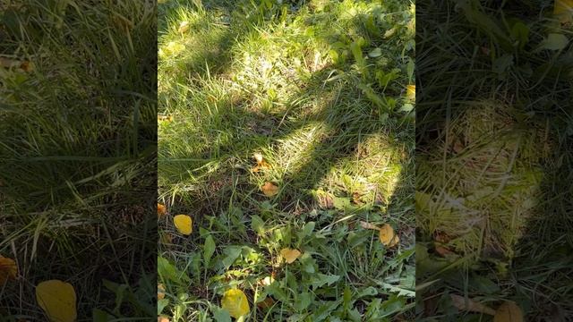 Сильный обряд на удачу в финансах. Ритуал на богатство. Быстро разбогатеть . Белая Магия смотреть онлайн