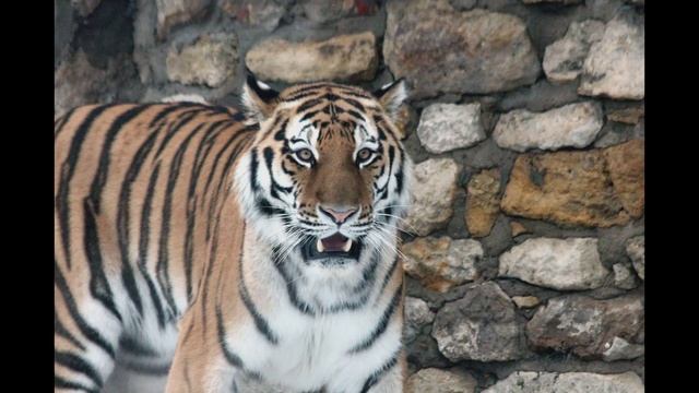 котейки 4.mp4