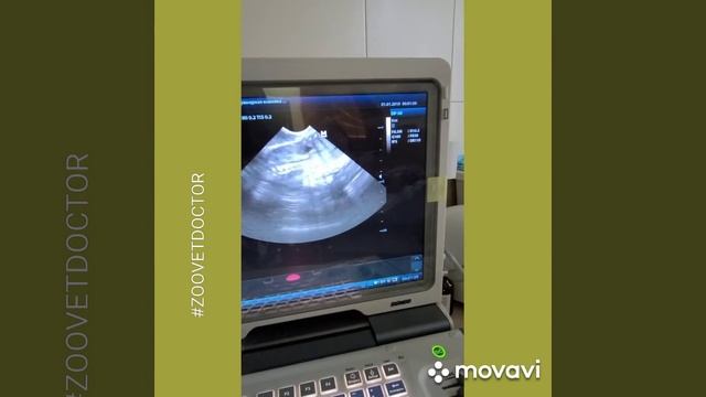 Беременность собак кошек признаки сроки беременности как помочь роды что нужно знать историия таксы смотреть онлайн