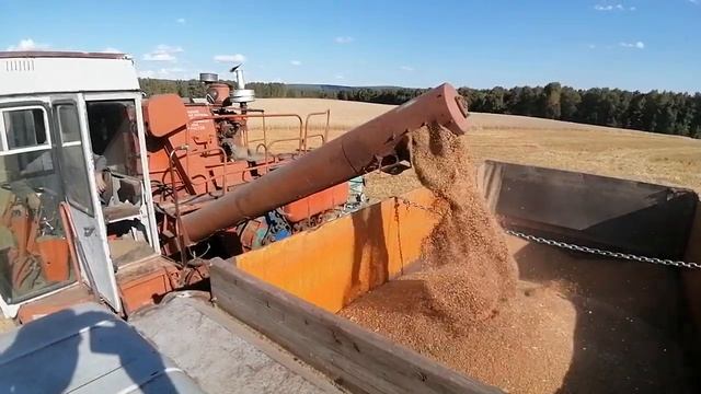 Енисей 1200 - 1, уборка пшеницы, урожай 2021 смотреть онлайн