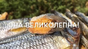 Лучшая вяленая корюшка в мире