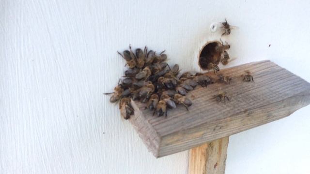 Не пустили ночевать...