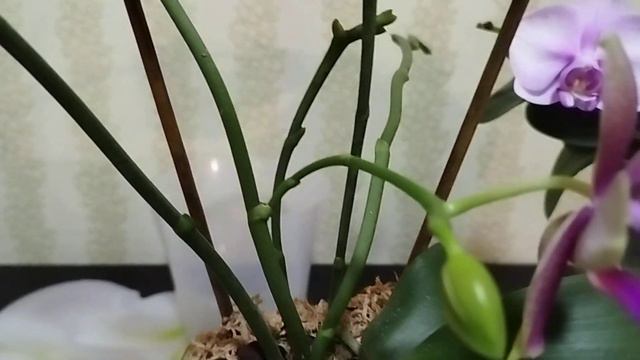 две неотразимые орхидеи Сакура и Лиодоро смотреть онлайн