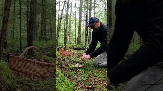 ГРИБНИК ВСТРЕТИЛ ТОЛПУ БЕЛЫХ ГРИБОВ В ЛЕСУ. ЗАБАВНЫЙ ГРИБ - ВЕСЛО. смотреть онлайн