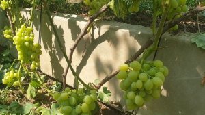 г.ф. винограда- дынька, подарок Никополю, айвенго и другие!