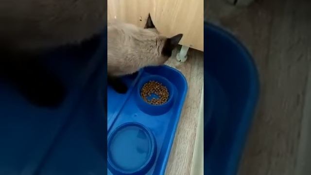 Кот ест сухой корм Purina one смотреть онлайн