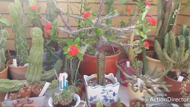 Полив⛅?Кактусов?Как и сколько?