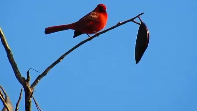 Shooting a Cardinalidae bird using canon powershot sx530 hs. смотреть онлайн