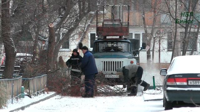 НБЛ Бийск. Обрезка деревьев во дворе смотреть онлайн