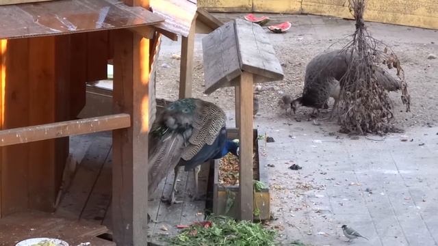 Музей Кусково. Павлины в парке музея Кусково смотреть онлайн