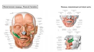 Миология. Мышцы головы