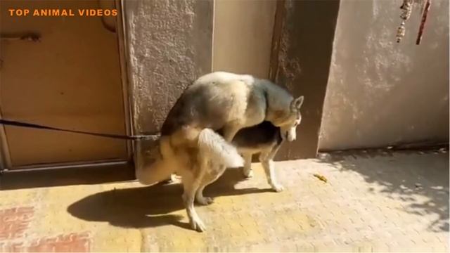 Powerful Dog Mating смотреть онлайн