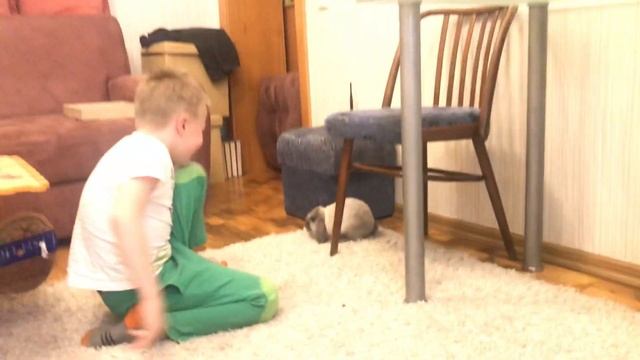 Baby mini lop кролик rabbit мини лоп видео для детей for children смешные животные вислоухий баран смотреть онлайн