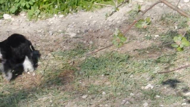 Девочки цвергшнауцеры. смотреть онлайн