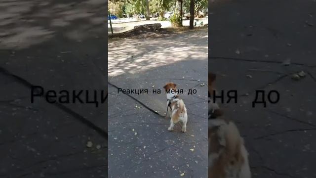 Результаты учеников: до - после прохождения курса "Собака: инструкция" смотреть онлайн