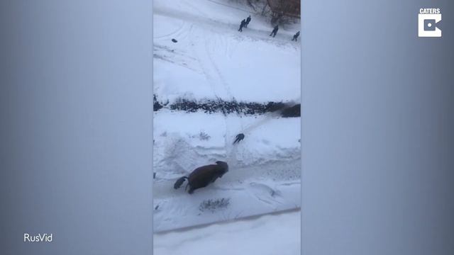 Escaped Circus Elephant Walks Round Russian Town смотреть онлайн
