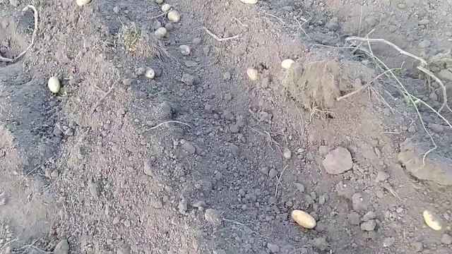 Копаємо картоплю саморобним міні трактором смотреть онлайн