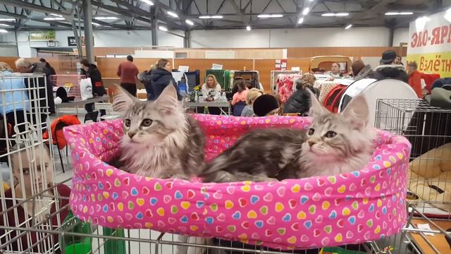 Выставка кошек 25 февраля 2018, котята Мейкуны смотреть онлайн