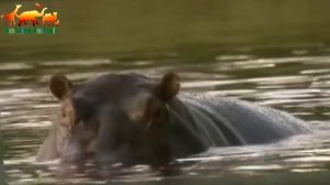 Бегемот напал на туристов в лодке! Туристы едва не стали жертвой бегемота  Ужас!