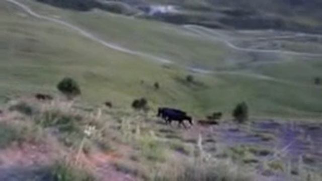 Киргизский хребет Вид на ущелье Ала Арча и Кашка Суу смотреть онлайн