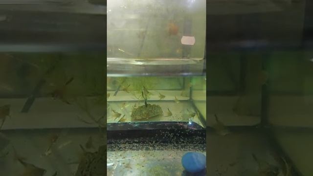 СЕГОДНЯ ПОПЛЫЛИ МАЛЬКИ СКАЛЯРИИ..mp4 смотреть онлайн