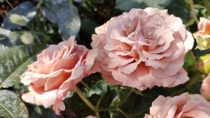 Роза Мокароза в Подмосковье