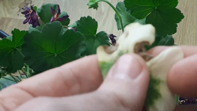 Прочтите пеларгонию по листу! От чего белеют, желтеют, сохнут листья у пеларгонии. Уход за геранью смотреть онлайн