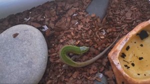 СОДЕРЖАНИЕ МАЛЕНЬКИХ ПРЫТКИХ ЯЩЕРИЦ! КАК УХАЖИВАТЬ ЗА МАЛЕНЬКИМИ ПРЫТКИМИ ЯЩЕРИЦАМИ! EXO TOP