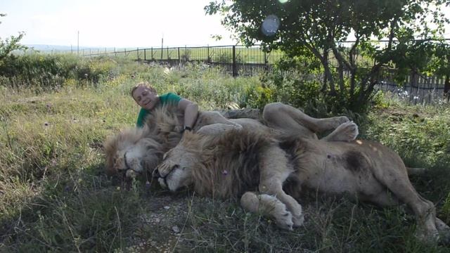 Сафари парк львов Тайган смотреть онлайн