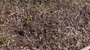 Весенние цветы: Мать и Мачеха!