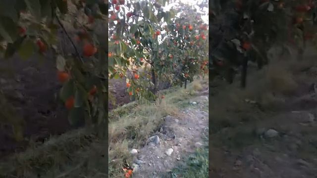 Азербайджанской реальности. Дерево с хурмой. смотреть онлайн