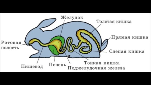 Внутреннее строение млекопитающих