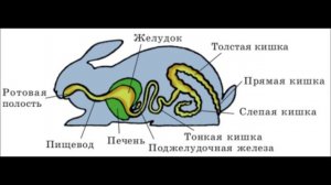 Внутреннее строение млекопитающих