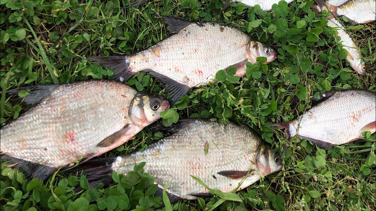 Злые поклёвки / Рыбалка на фидер в конце лета смотреть онлайн