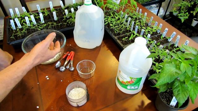 How to Make an Eggshell & Vinegar Fertilizer to Manage Blossom End Rot - Recipe & Use: DIY Ep-2 смотреть онлайн