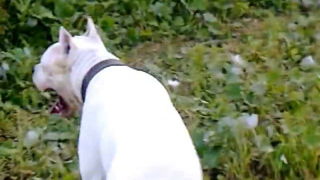 De Pushe Нострадамус&De Pushe Рейчел смотреть онлайн