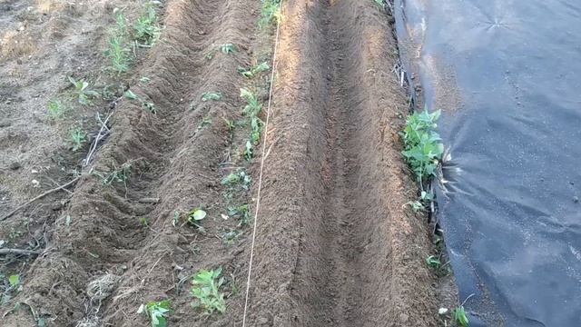 Лук шалот и порей. смотреть онлайн