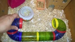 ХОМЯК СБЕЖАЛ? КАК ПОЙМАТЬ ХОМЯЧКА В КВАРТИРЕ