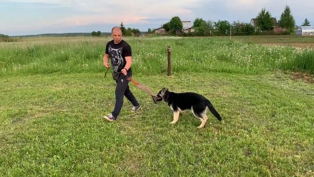 Дрессировка щенка с нуля (3 день) смотреть онлайн